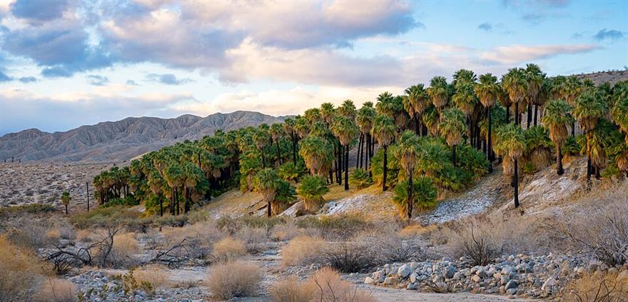 Coachella Valley Preserve, California